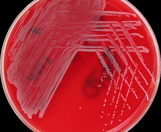 Un antibiotico nel naso