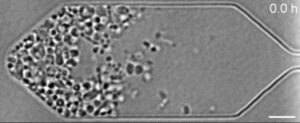 le cellule dell'organismo sintetico JCVIsyn3.0 che crescono e si dividono al microscopio ottico, da una collaborazione di ricerca tra il J. Craig Venter Institute, il National Institute of Standards and Technology e il Massachusetts Institute of Technology Center for Bits and Atomi. La barra della scala rappresenta 50 micrometri. CREDITO E. Strychalski, NIST e J. Pelletier, MIT