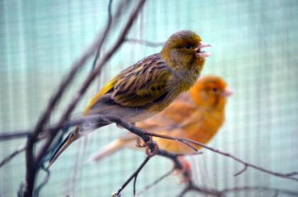 Il testosterone fa cantare le canarine senza far crescere loro il cervello
