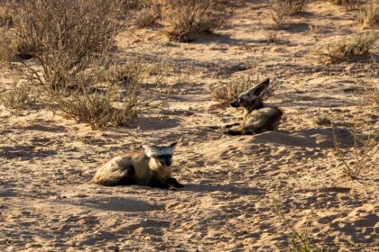 Clima, a rischio anche i mammiferi del deserto sempre più vulnerabili all’aumento delle temperature