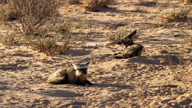 Clima, a rischio anche i mammiferi del deserto sempre più vulnerabili all’aumento delle temperature